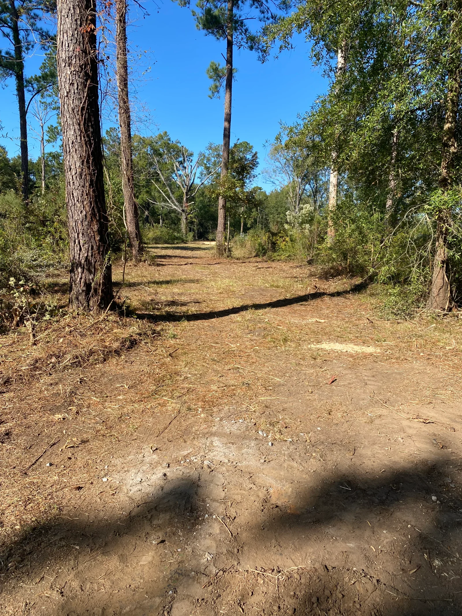 Cleared woodland lot with mature trees, removed brush and debris, prepared dirt ground