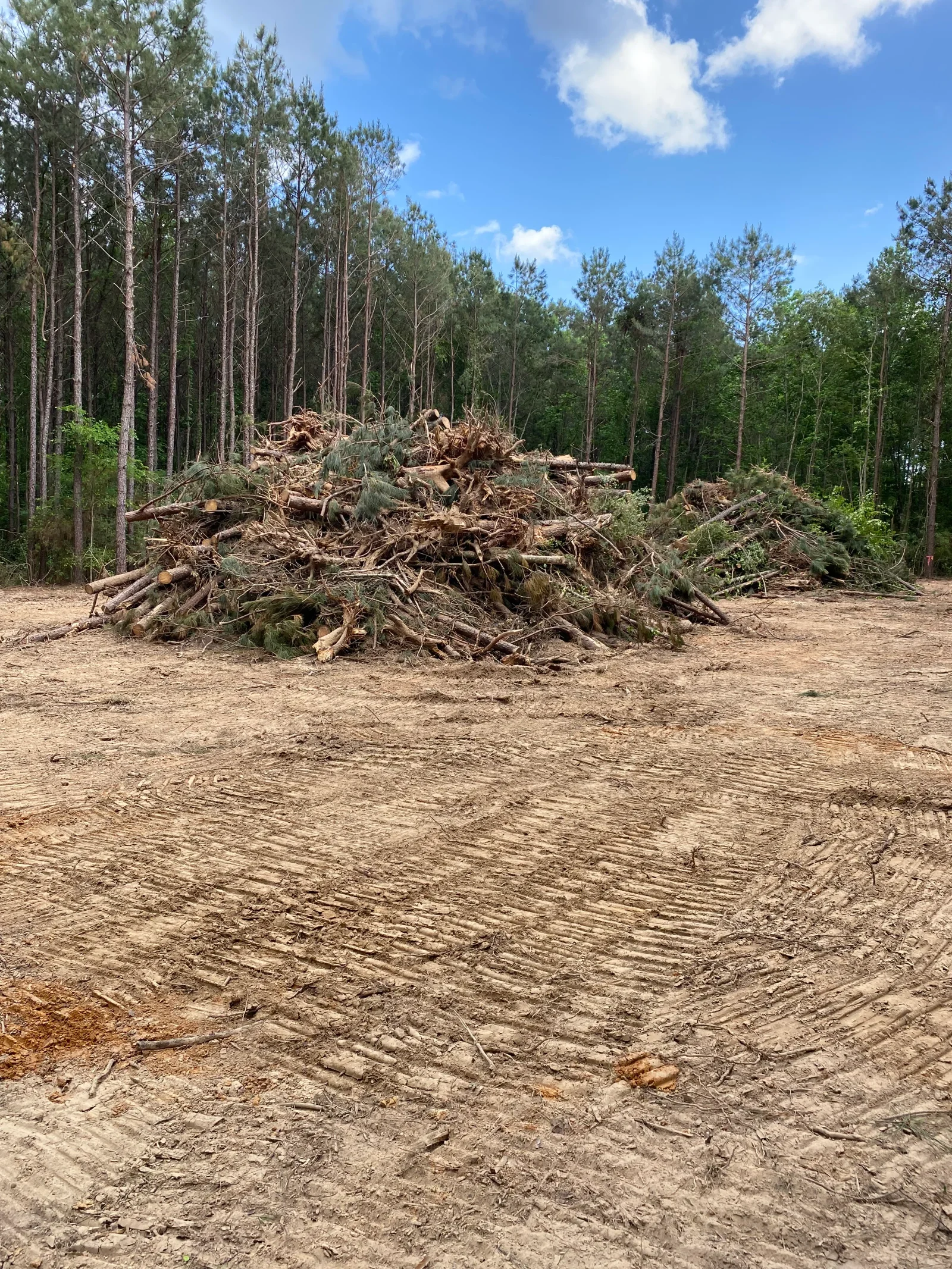 Cleared forest land with large pile of timber debris and graded soil, tall pine trees in background