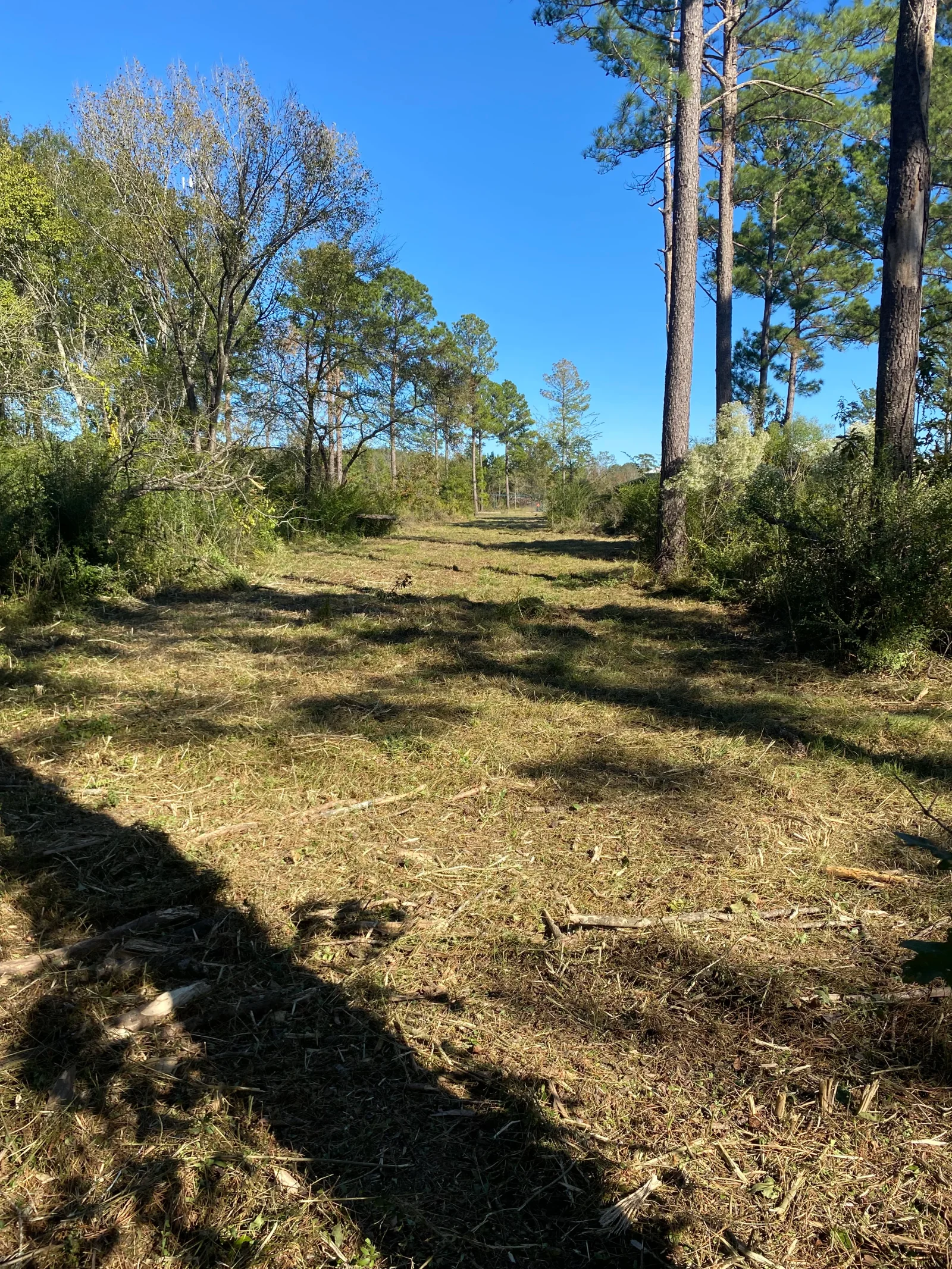 Cleared woodland lot with selective tree removal, pine and hardwood trees retained, debris cleared