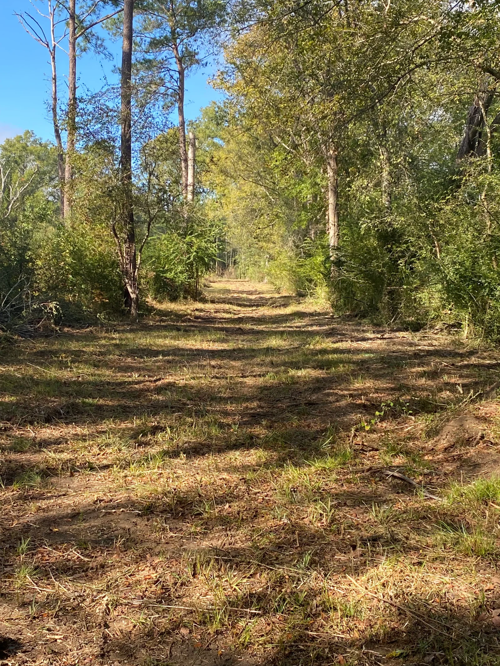 Cleared forest lot with mature trees and prepared ground surface