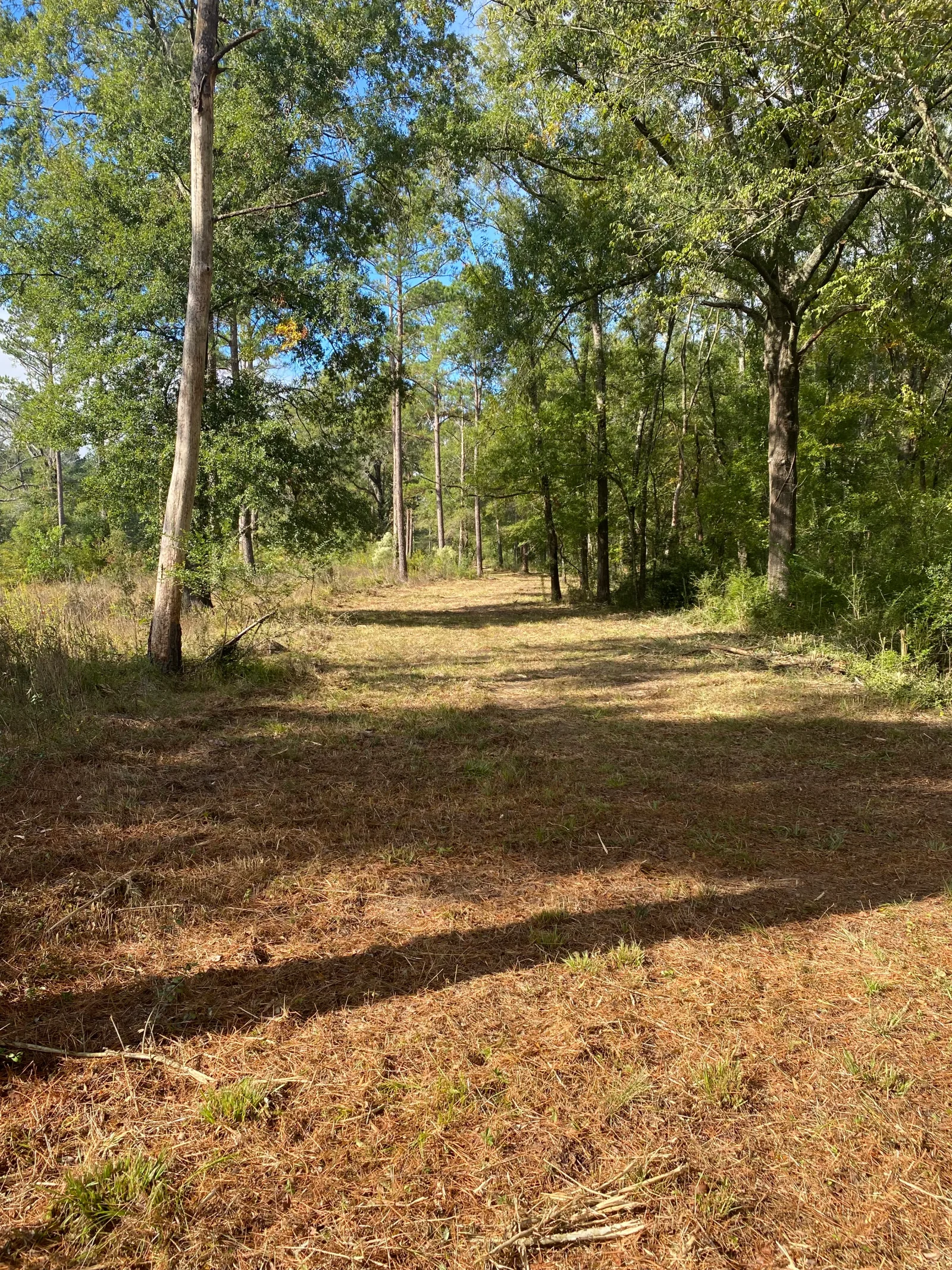 Cleared forest lot with mature trees, mulched ground, and maintained access road
