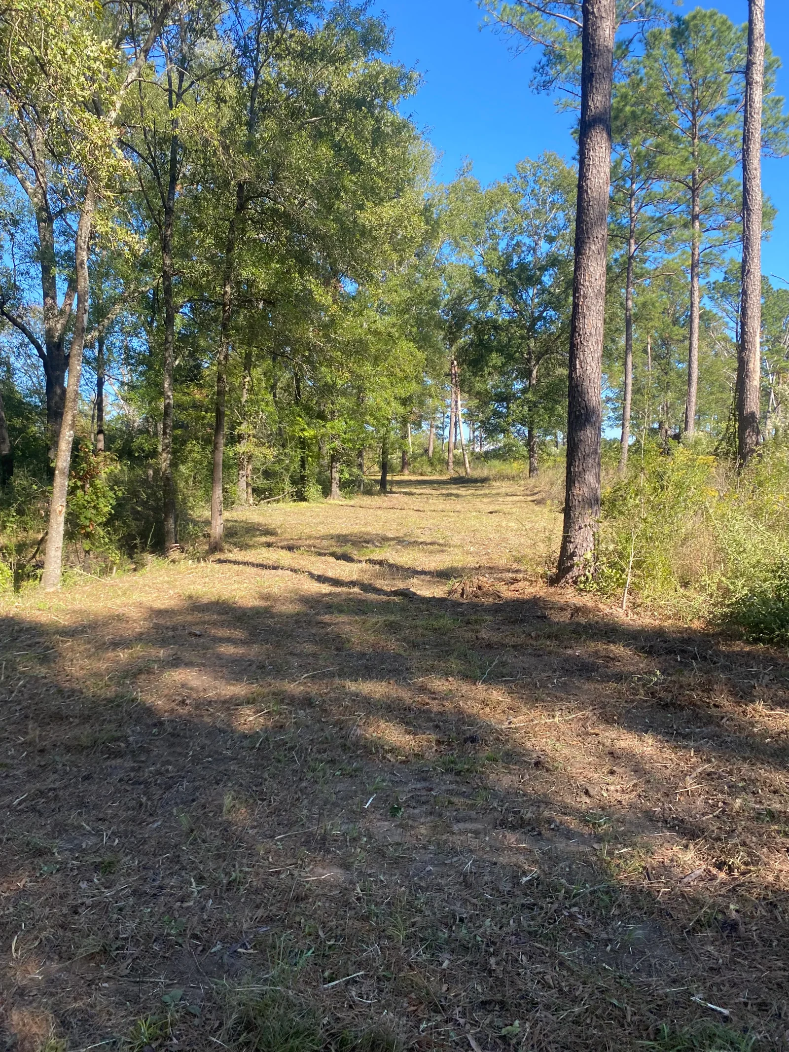 Cleared forest lot with selective tree removal, pine and hardwood timber, and mulched ground surface